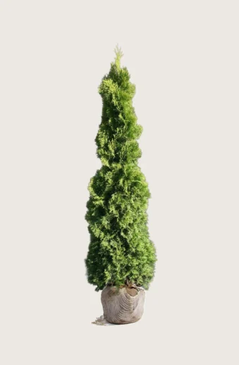Thuja-Holmstrup-Rotklump-Välgrenad-175cm.webp