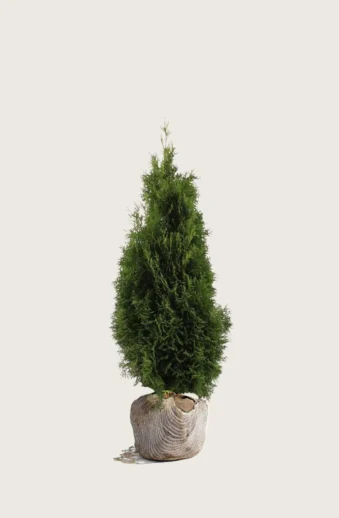Thuja-Holmstrup-Rotklump-Välgrenad-40cm.webp