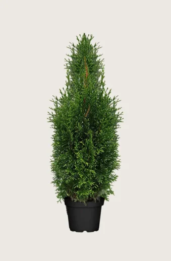 Thuja-King-of-Brabant-Kruka-Grenad-150cm.webp