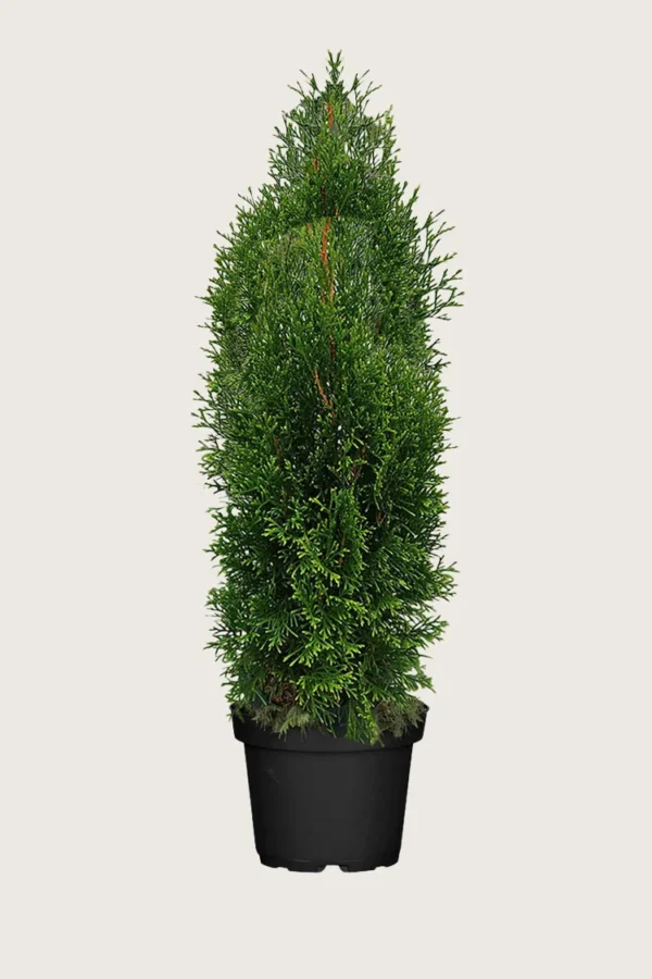 Thuja-King-of-Brabant-Kruka-Grenad-200cm.webp