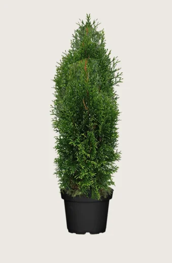 Thuja-King-of-Brabant-Kruka-Grenad-250cm.webp
