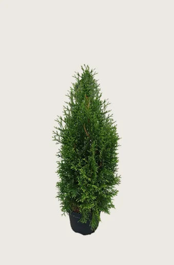 Thuja-King-of-Brabant-Kruka-Grenad-40cm.webp