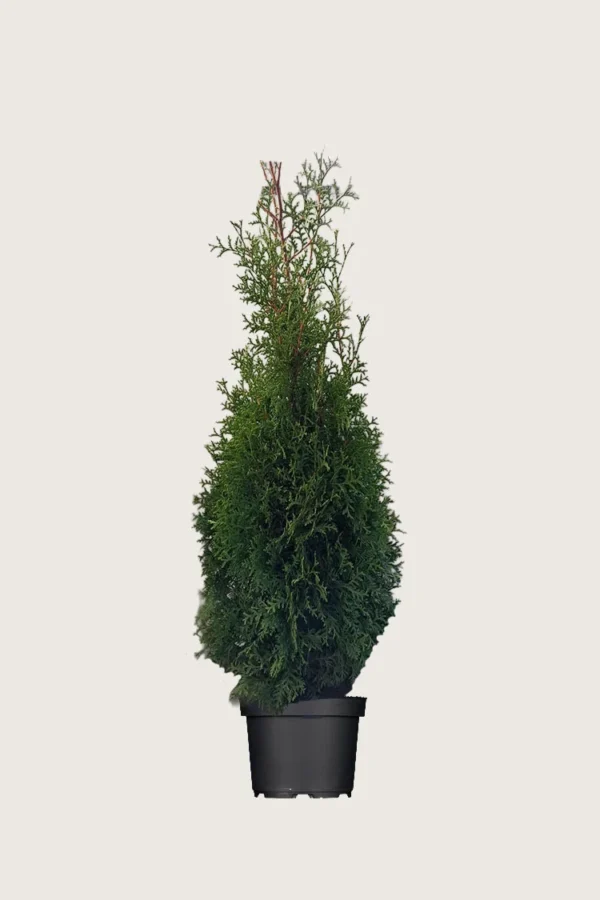 Thuja-King-of-Brabant-Kruka-Outlet-125cm.webp