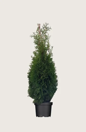 Thuja-King-of-Brabant-Kruka-Outlet-150cm.webp