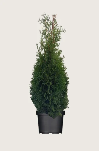 Thuja-King-of-Brabant-Kruka-Outlet-250cm.webp