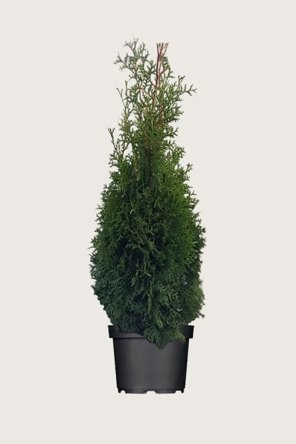Thuja-King-of-Brabant-Kruka-Outlet-250cm.webp