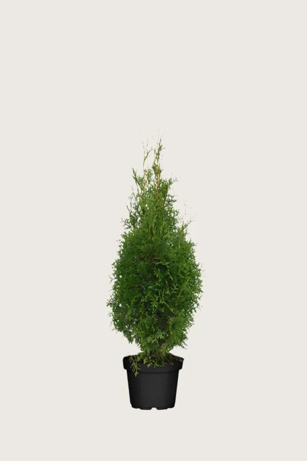 Thuja-King-of-Brabant-Kruka-Outlet-40cm.webp