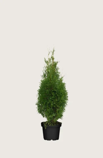 Thuja-King-of-Brabant-Kruka-Outlet-60cm.webp