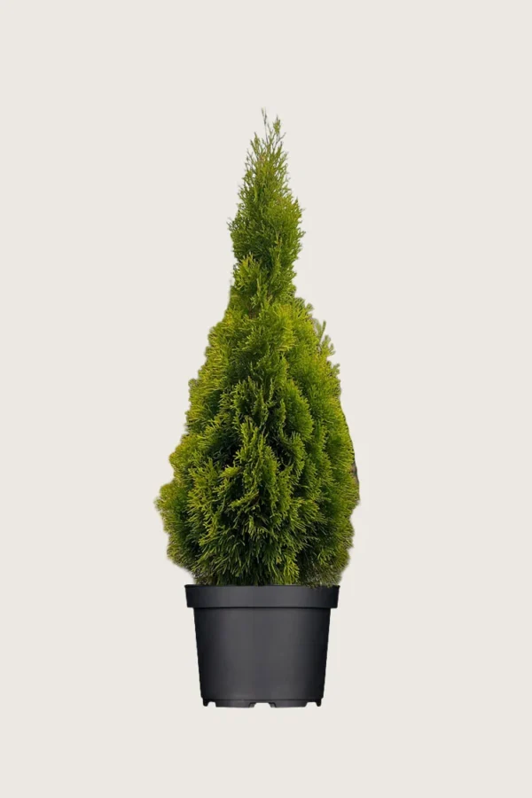 Thuja-King-of-Brabant-Kruka-Välgrenad-100cm.webp