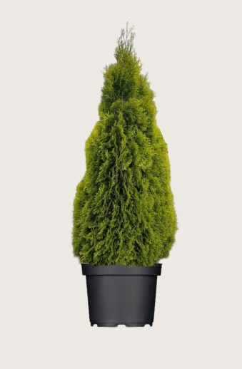Thuja-King-of-Brabant-Kruka-Välgrenad-225cm.webp