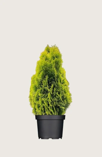 Thuja-King-of-Brabant-Kruka-Välgrenad-60cm.webp