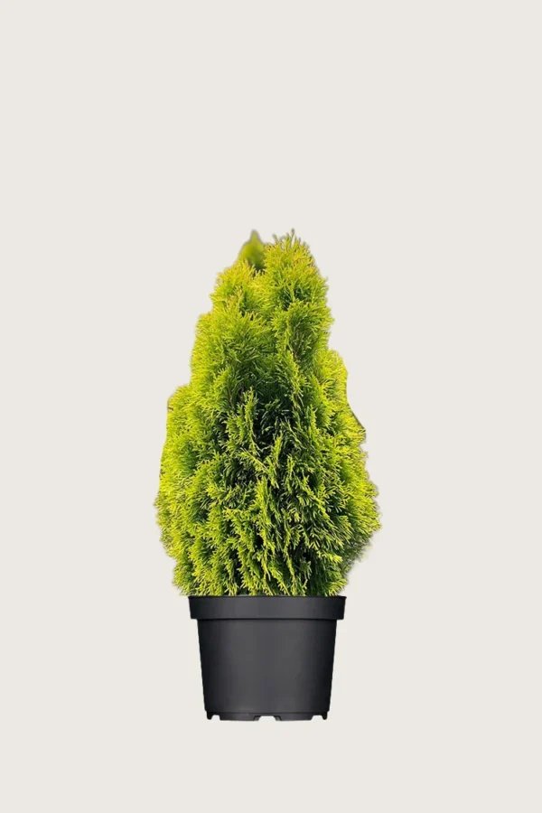 Thuja-King-of-Brabant-Kruka-Välgrenad-80cm.webp