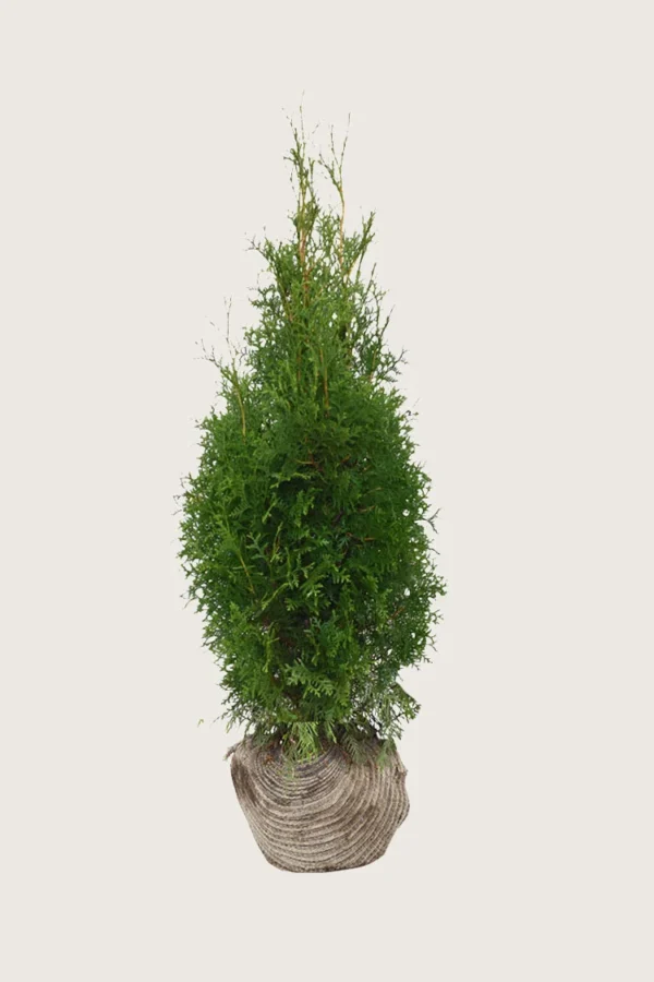Thuja-King-of-Brabant-Rotklump-Grenad-150cm.webp