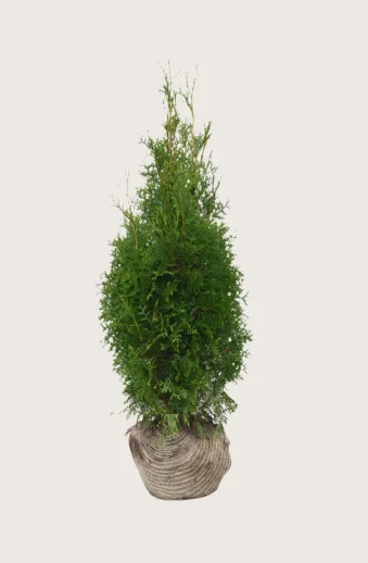 Thuja-King-of-Brabant-Rotklump-Grenad-175cm.webp