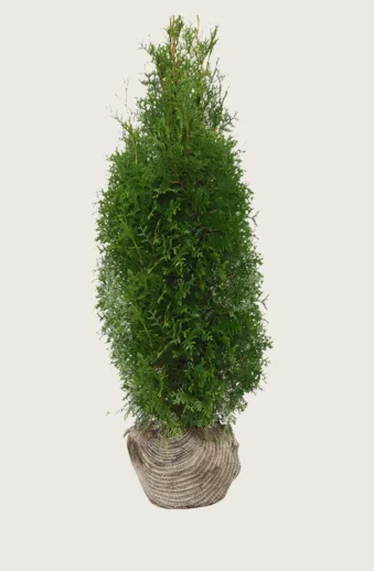 Thuja-King-of-Brabant-Rotklump-Grenad-300cm.webp