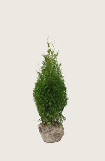 Thuja-King-of-Brabant-Rotklump-Grenad-80cm.webp