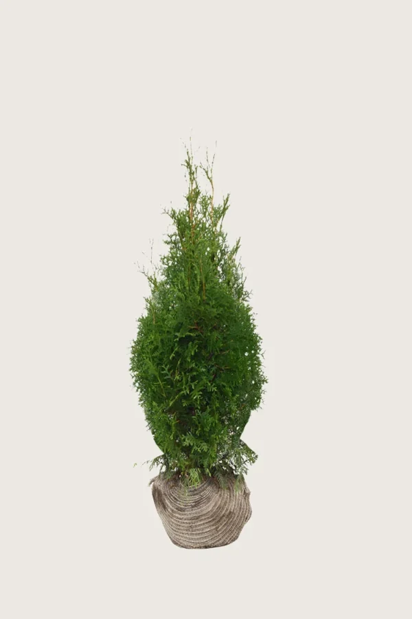 Thuja-King-of-Brabant-Rotklump-Grenad-80cm.webp