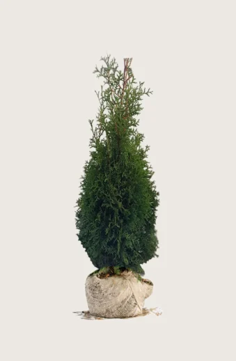Thuja-King-of-Brabant-Rotklump-Outlet-175cm.webp