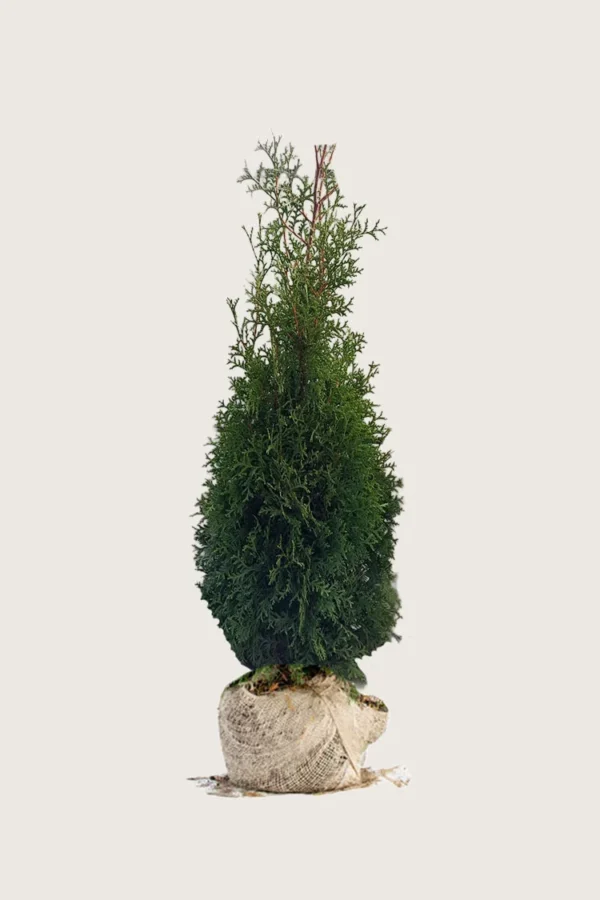 Thuja-King-of-Brabant-Rotklump-Outlet-175cm.webp