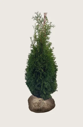 Thuja-King-of-Brabant-Rotklump-Outlet-200cm.webp