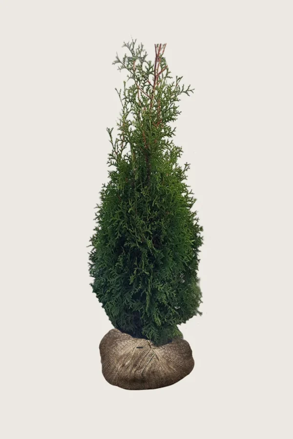 Thuja-King-of-Brabant-Rotklump-Outlet-200cm.webp