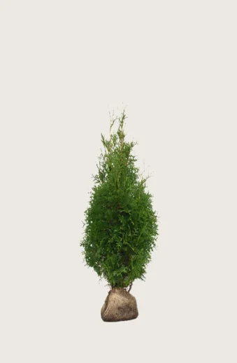 Thuja-King-of-Brabant-Rotklump-Outlet-60cm.webp