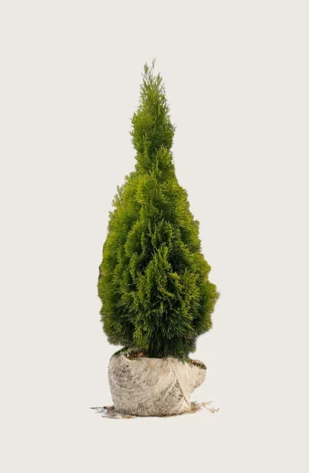 Thuja-King-of-Brabant-Rotklump-Välgrenad-100cm.webp