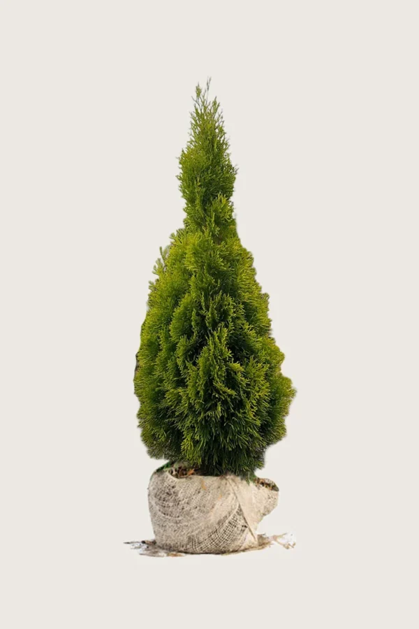Thuja-King-of-Brabant-Rotklump-Välgrenad-100cm.webp