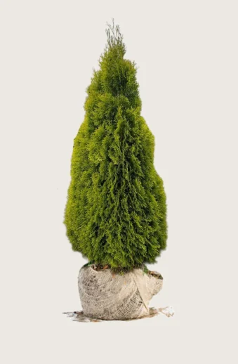 Thuja-King-of-Brabant-Rotklump-Välgrenad-200cm.webp
