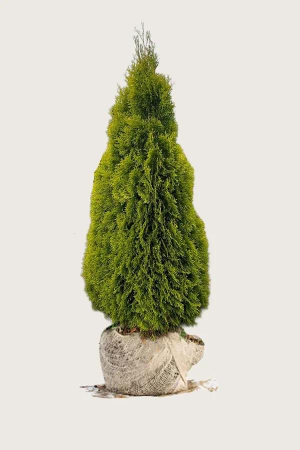 Thuja-King-of-Brabant-Rotklump-Välgrenad-200cm.webp