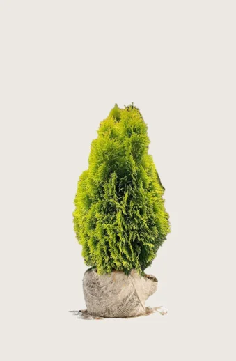 Thuja-King-of-Brabant-Rotklump-Välgrenad-60cm.webp