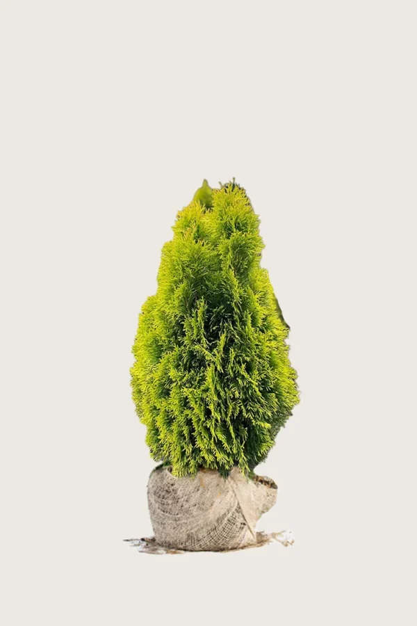 Thuja-King-of-Brabant-Rotklump-Välgrenad-60cm.webp