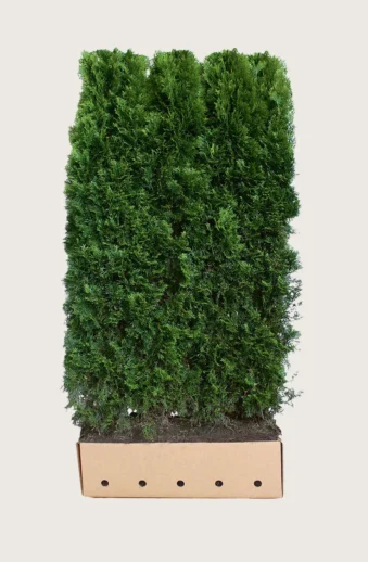 Thuja Smaragd Färdig häck Välgrenad 200cm