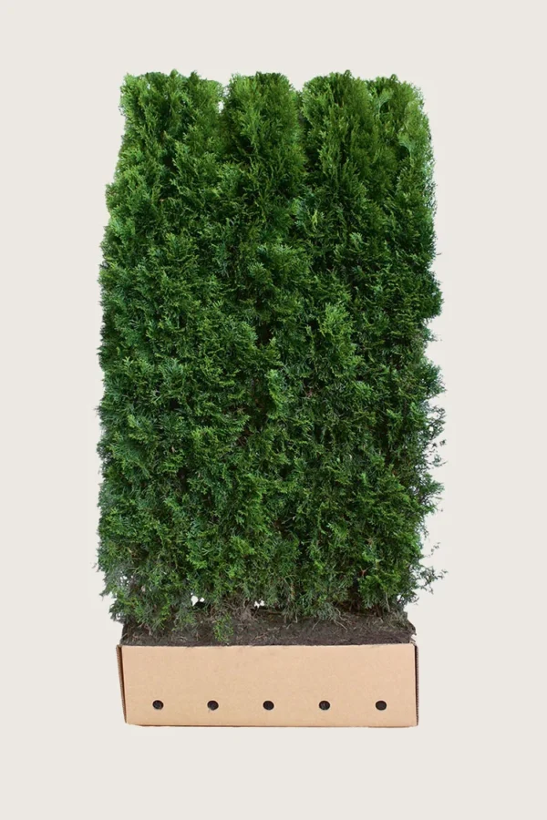 Thuja-Smaragd-Färdig-häck-Välgrenad-200cm.webp