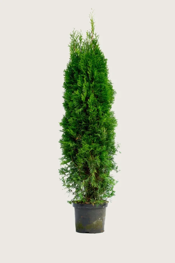 Thuja-Smaragd-Kruka-Grenad-200cm.webp