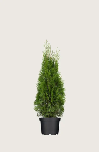 Thuja-Smaragd-Kruka-Grenad-40cm.webp