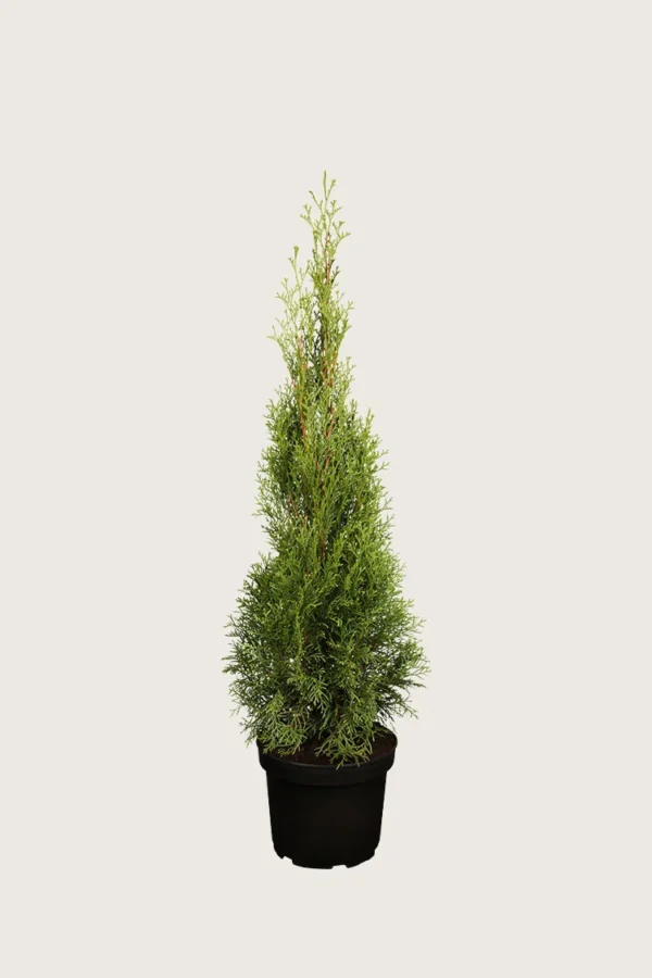 Thuja-Smaragd-Kruka-Outlet-150cm.webp