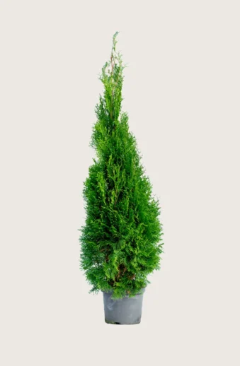 Thuja-Smaragd-Kruka-Outlet-250cm.webp