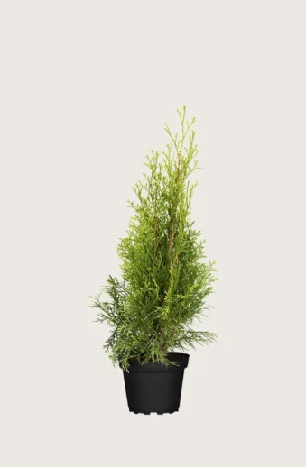 Thuja-Smaragd-Kruka-Outlet-80cm.webp