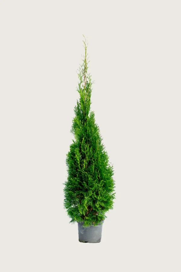 Thuja-Smaragd-Kruka-Välgrenad-125cm.webp