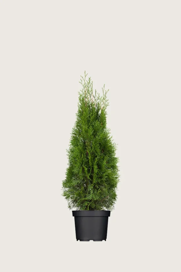 Thuja-Smaragd-Kruka-Välgrenad-80cm.webp