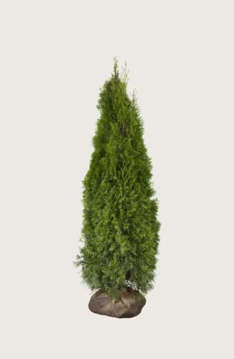 Thuja-Smaragd-Rotklump-Grenad-175cm.webp
