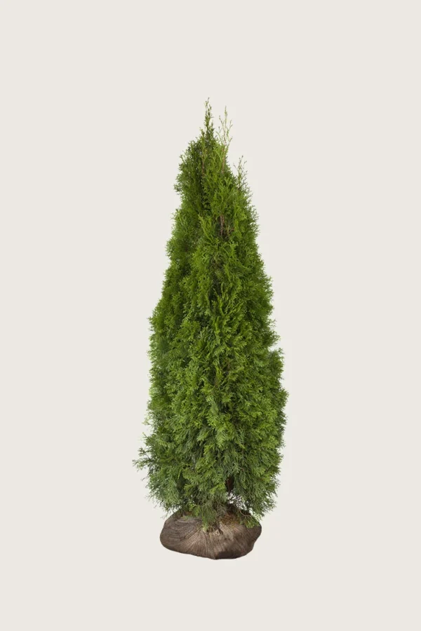 Thuja-Smaragd-Rotklump-Grenad-175cm.webp
