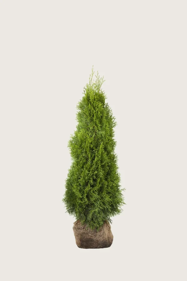 Thuja-Smaragd-Rotklump-Grenad-40cm.webp
