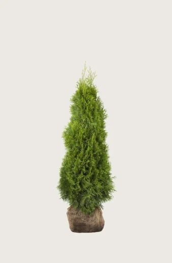 Thuja-Smaragd-Rotklump-Grenad-80cm.webp