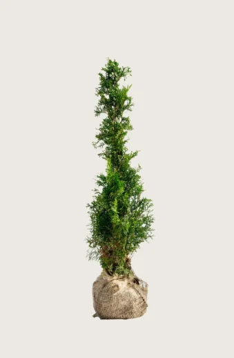 Thuja-Smaragd-Rotklump-Outlet-100cm.webp