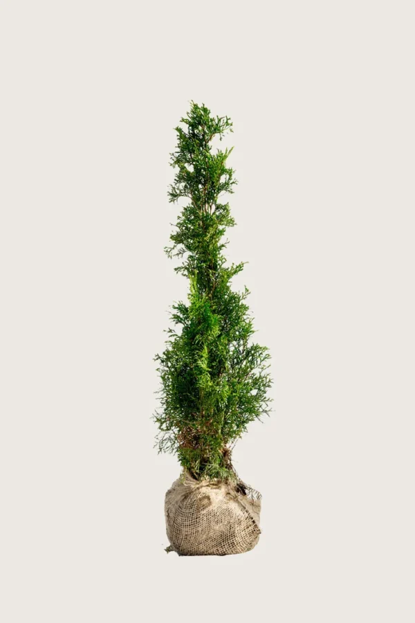 Thuja-Smaragd-Rotklump-Outlet-100cm.webp