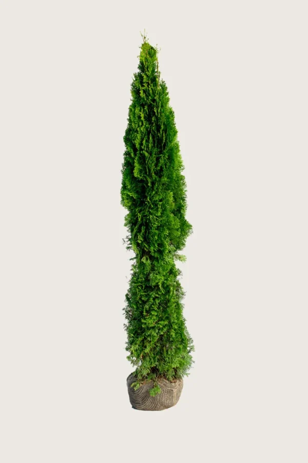 Thuja-Smaragd-Rotklump-Outlet-250cm.webp