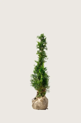 Thuja-Smaragd-Rotklump-Outlet-40cm.webp