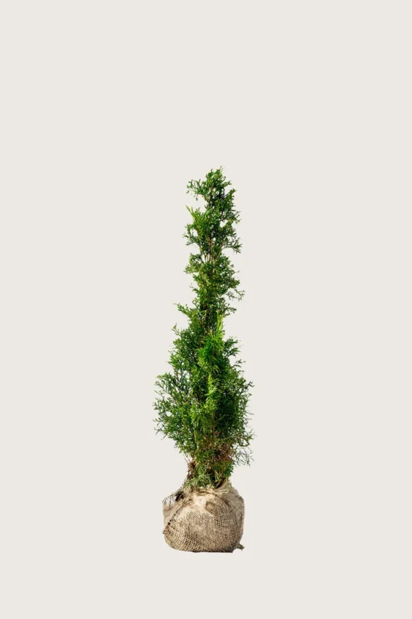 Thuja-Smaragd-Rotklump-Outlet-40cm.webp